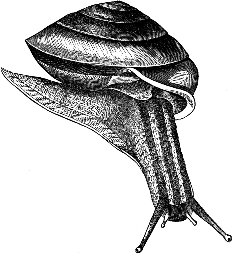Free Public Domain Snail Images