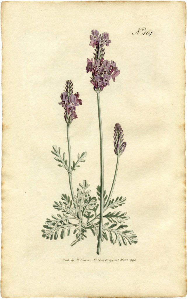 free lavender botanical print the graphics fairy