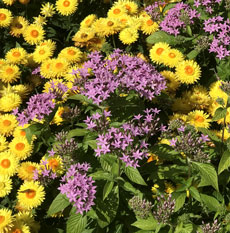 yellow and purple flowers photo