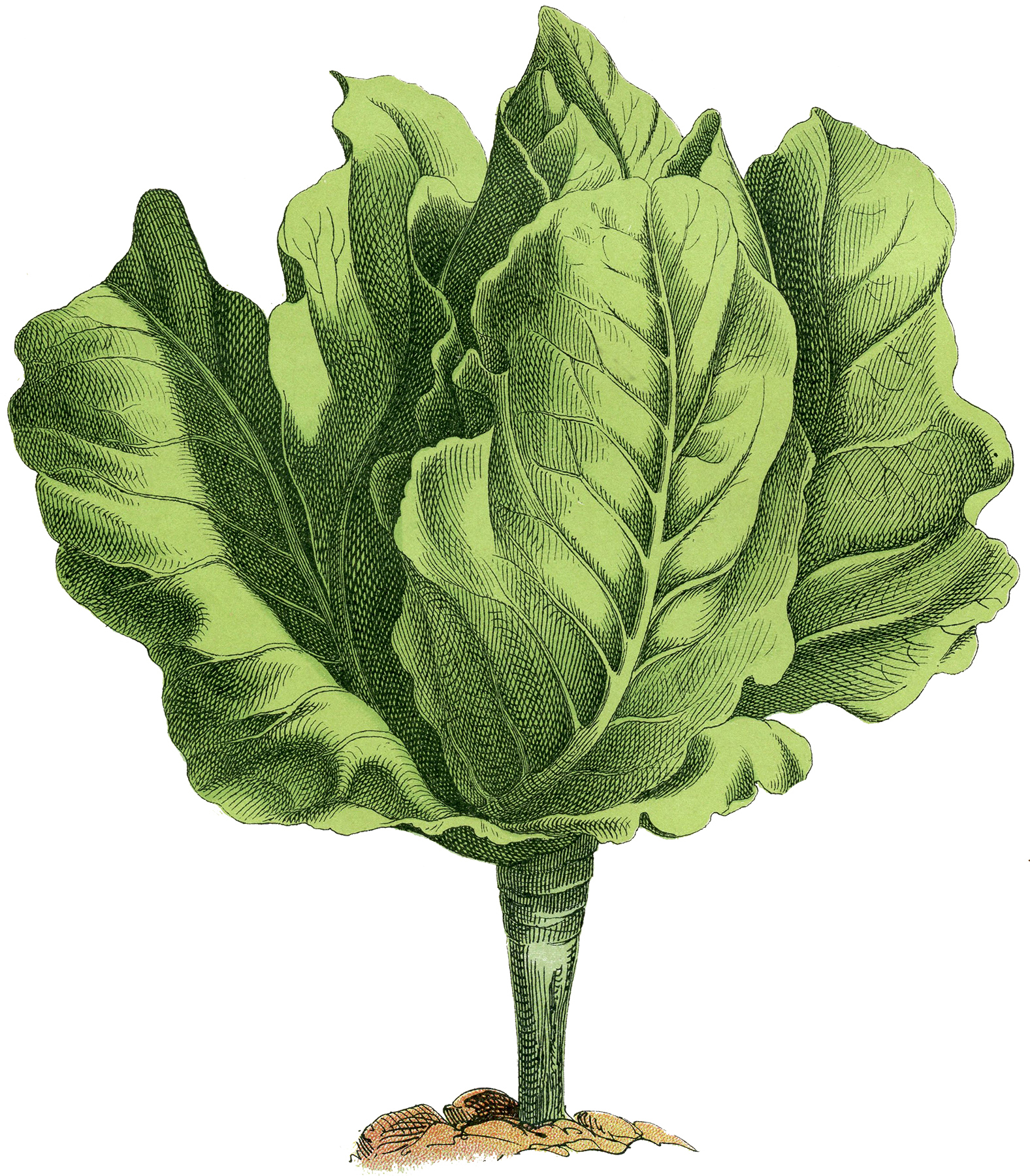 Stock Lettuce Image - Fresh and Lovely! - The Graphics Fairy
