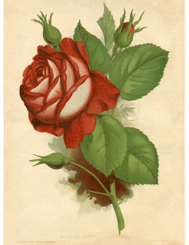 12 Red Rose Images - Pictures and Printables! - The Graphics Fairy