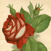 Red Rose Vintage Printable