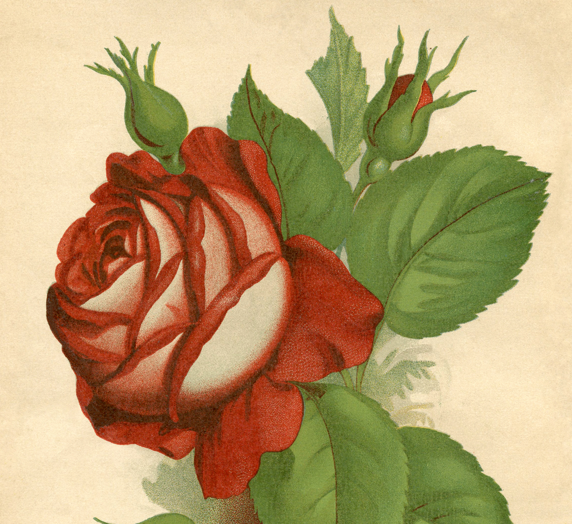 8 Red Rose Images Printables The Graphics Fairy