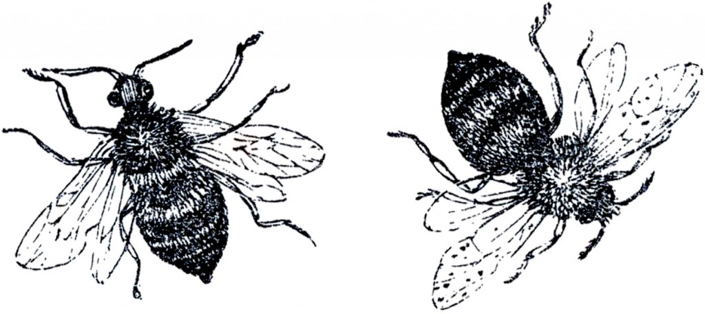 Vintage Bees Sketch