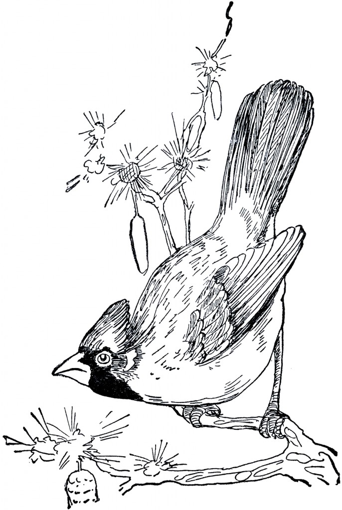 Vintage Cardinal Drawing The Graphics Fairy