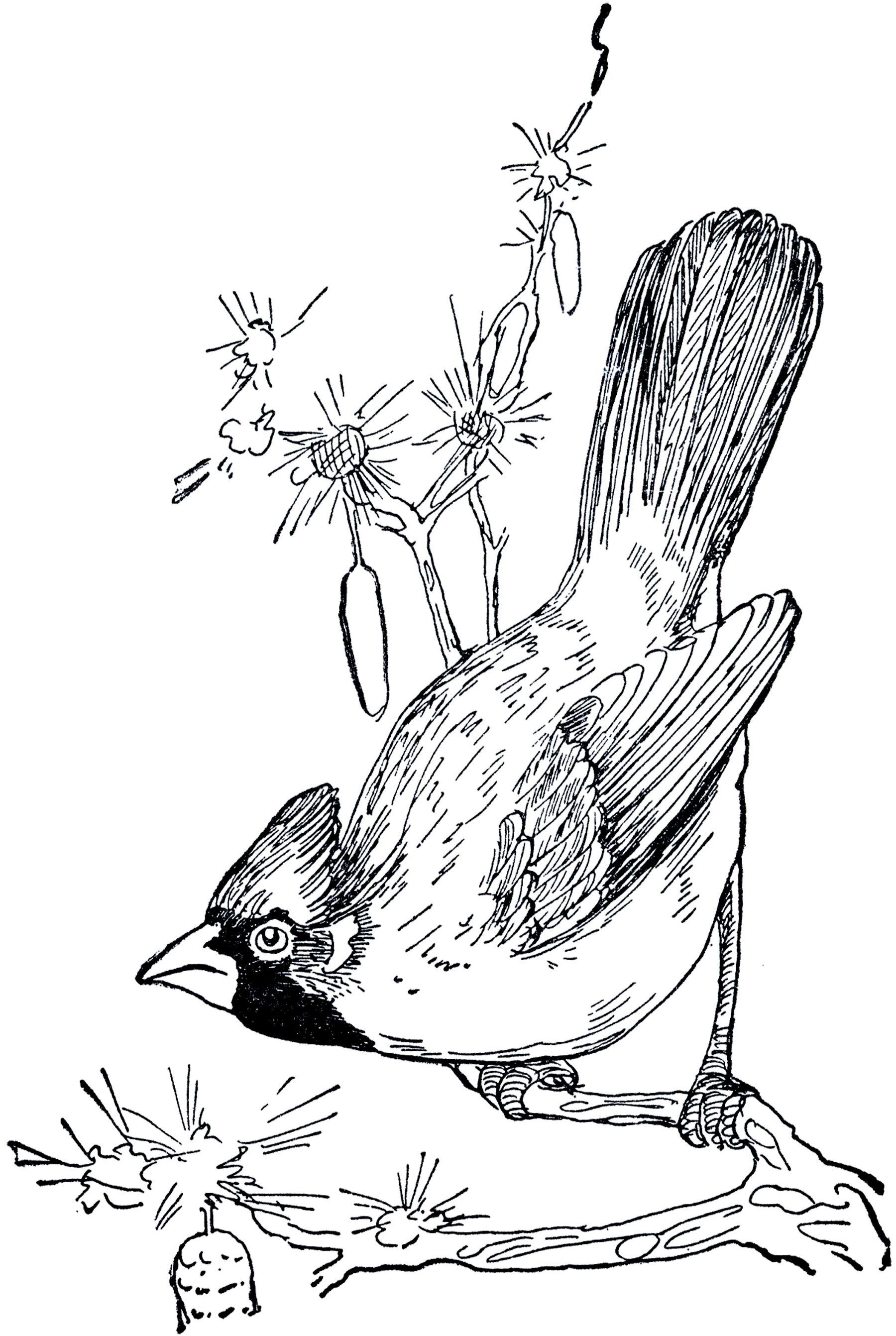 Vintage Cardinal Drawing - The Graphics Fairy
