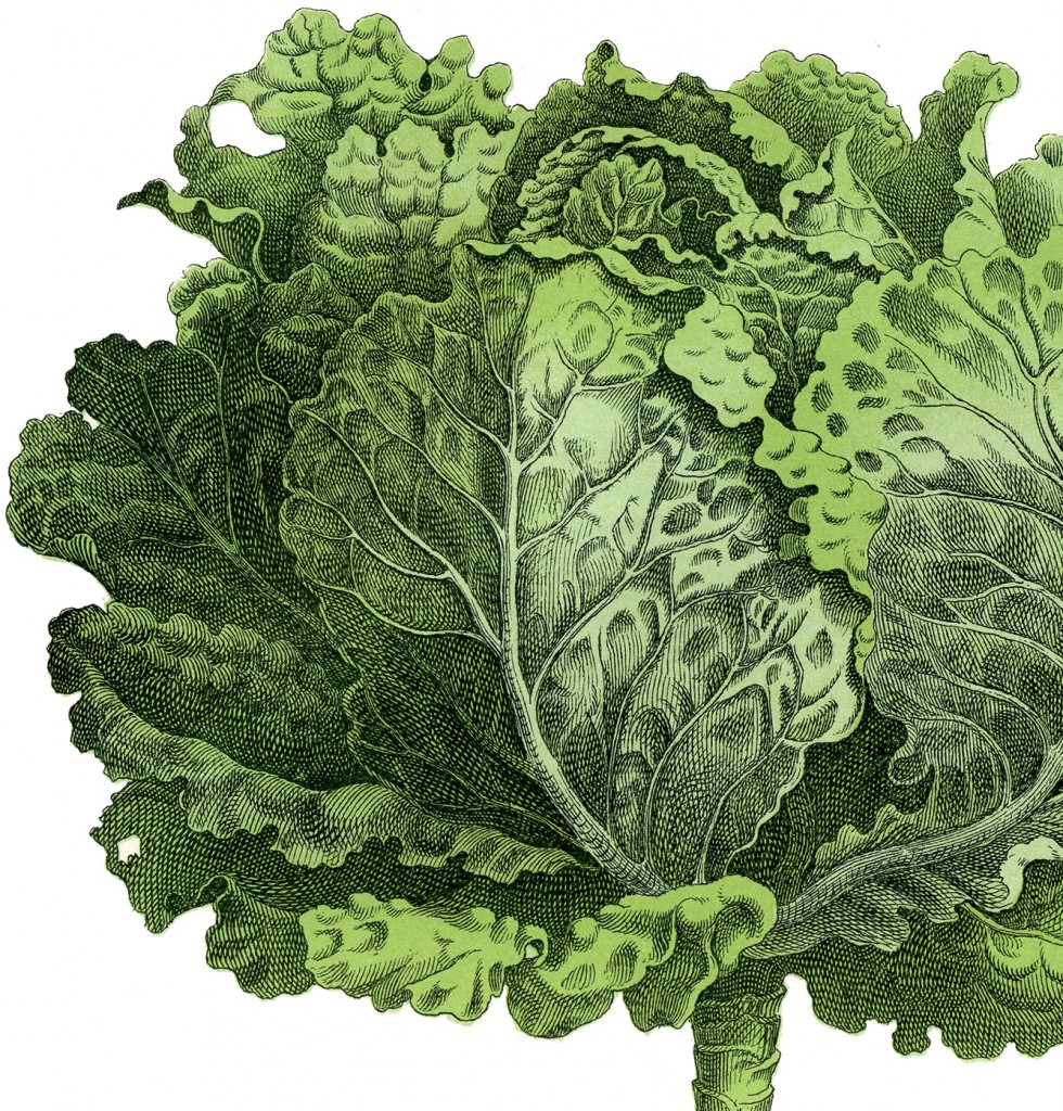 9 Lettuce Clipart + Green Vegetables! - The Graphics Fairy