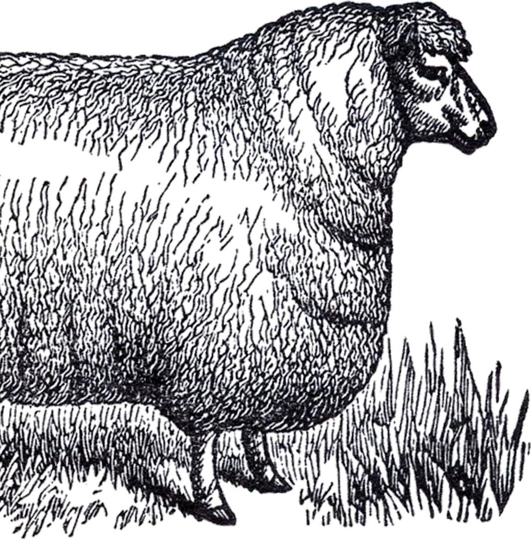 Vintage Sheep Clip Art - White and Black - The Graphics Fairy