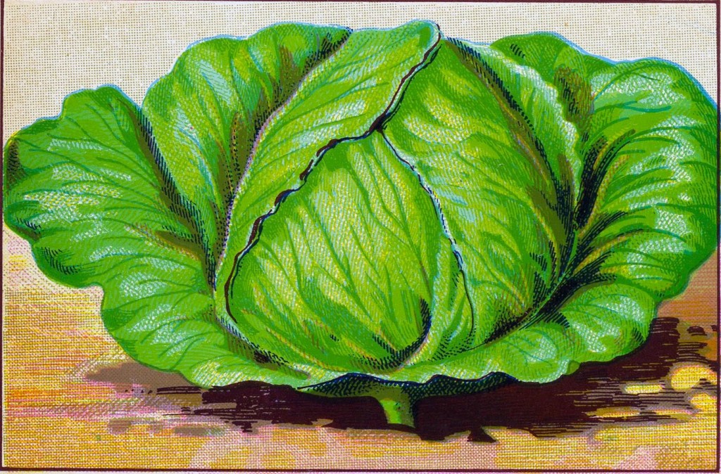 Garden Clipart Lettuce