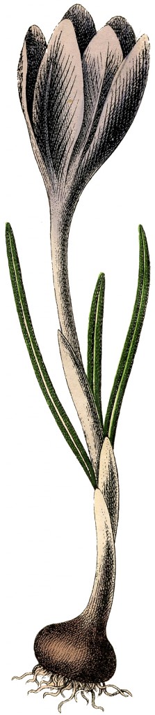 Botanical Crocus Image