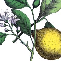 Botanical Lemon Image