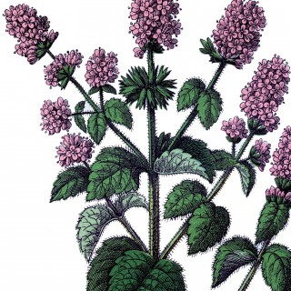 Mint Herb Image