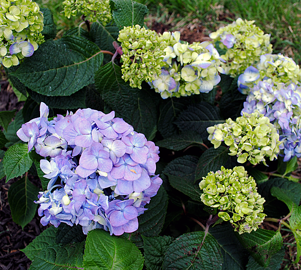 Bloomstruck Hydrangeas