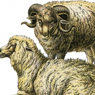 Realistic Sheep Ilustration