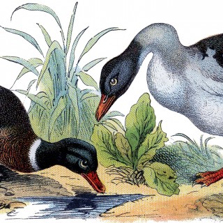Vintage Mallard Duck Image