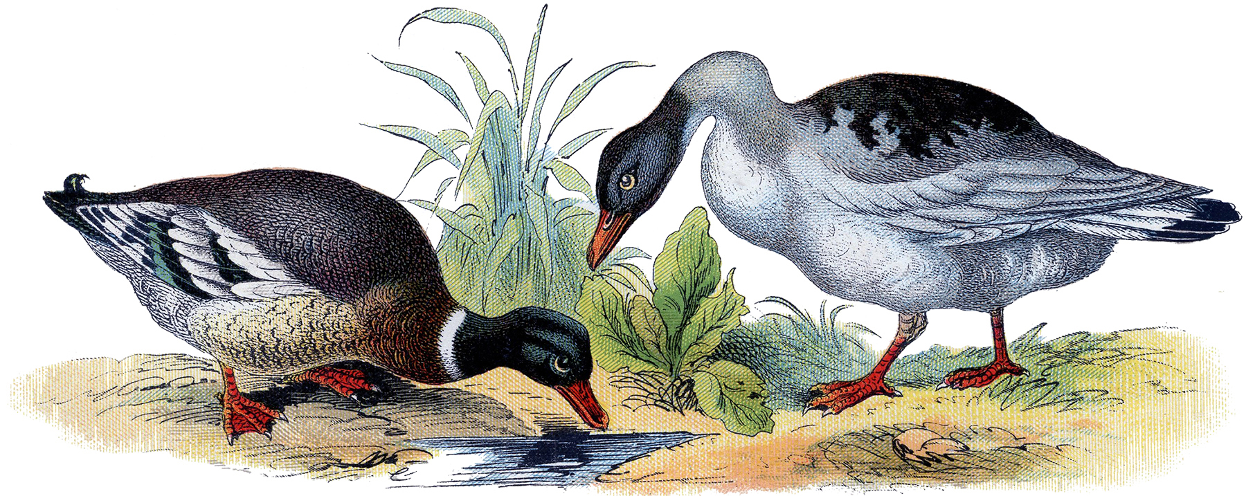 Vintage Mallard Duck Image