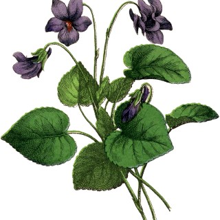 Vintage Violets Image