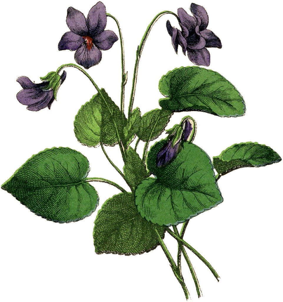 Vintage Violets Image