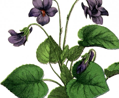 Gorgeous Vintage Violets Image!