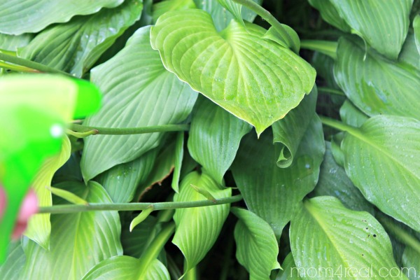 https://thegraphicsfairy.com/wp-content/uploads/2014/06/All-natural-spray-for-hostas.jpg