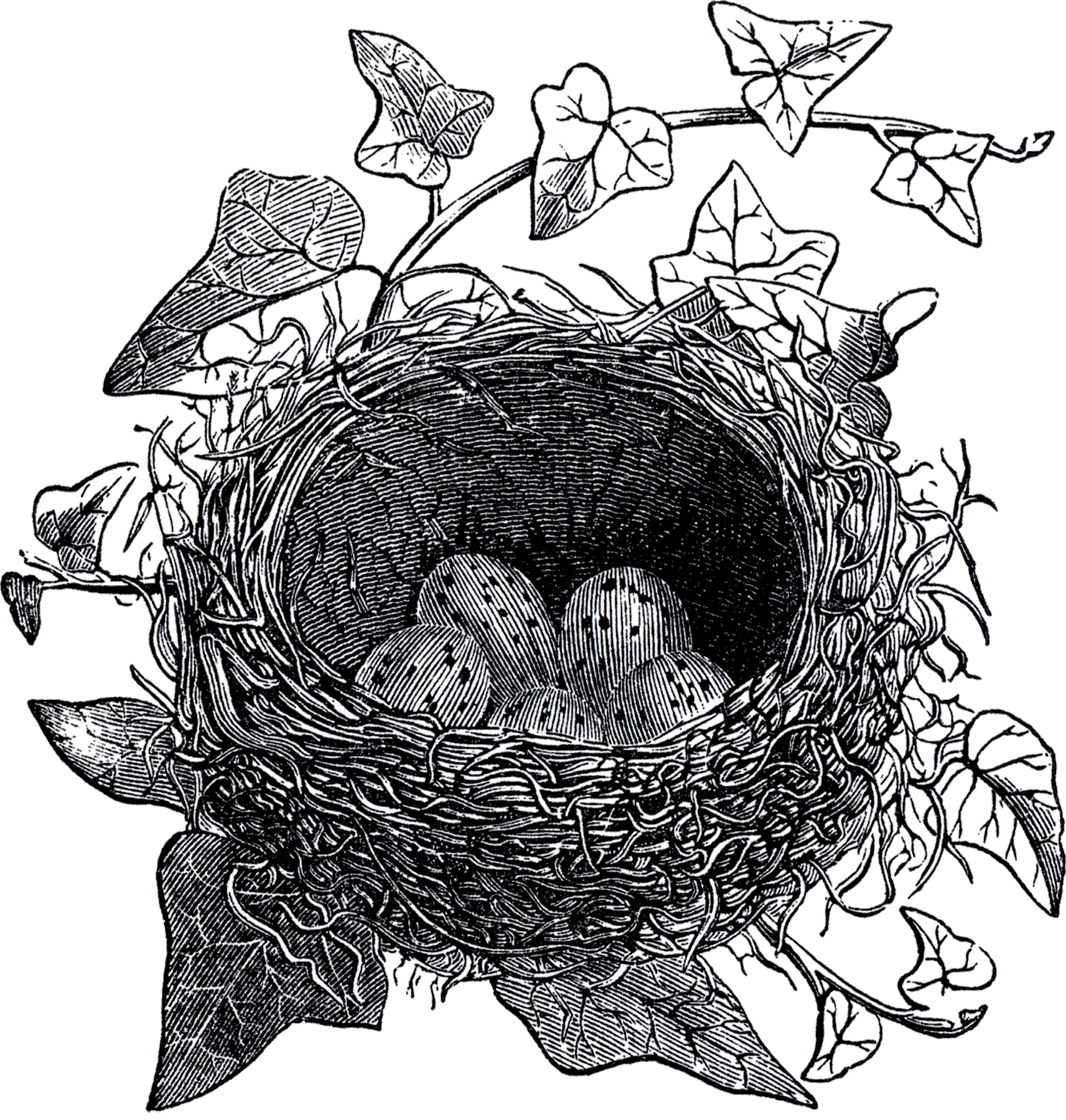 Antique Bird Nest Illustration - The Graphics Fairy