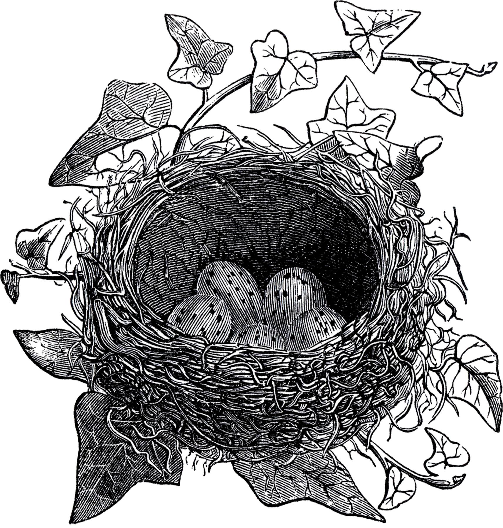 Antique Bird Nest Illustration  The Graphics  Fairy