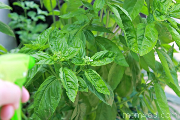 Homemade Bug Spray For Plants - Mom 4 Real