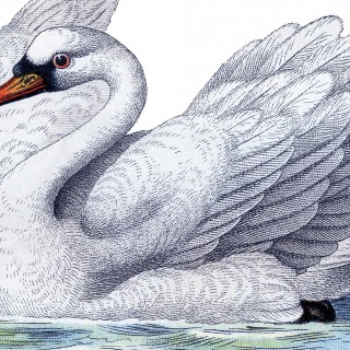 Best Free Swan Image