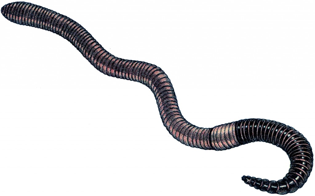 Vintage Earth Worm Image