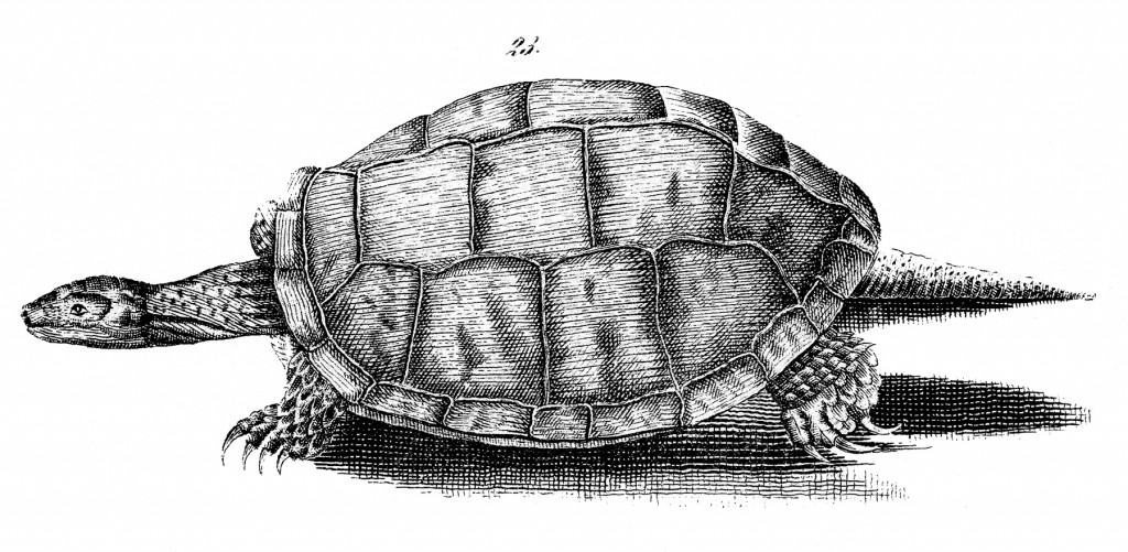 Free Turtle Image Download