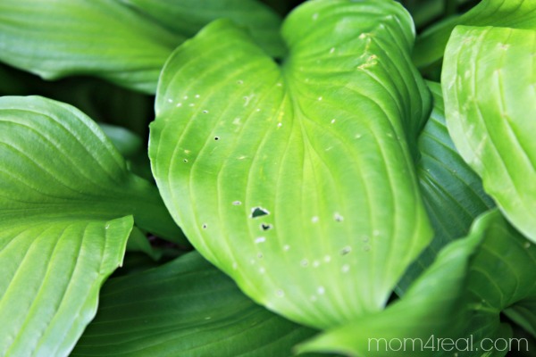 Hostas with critter damage