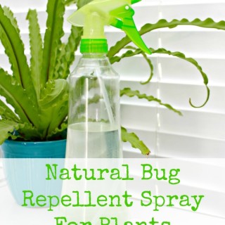 natural bug spray in spray bottle with plant