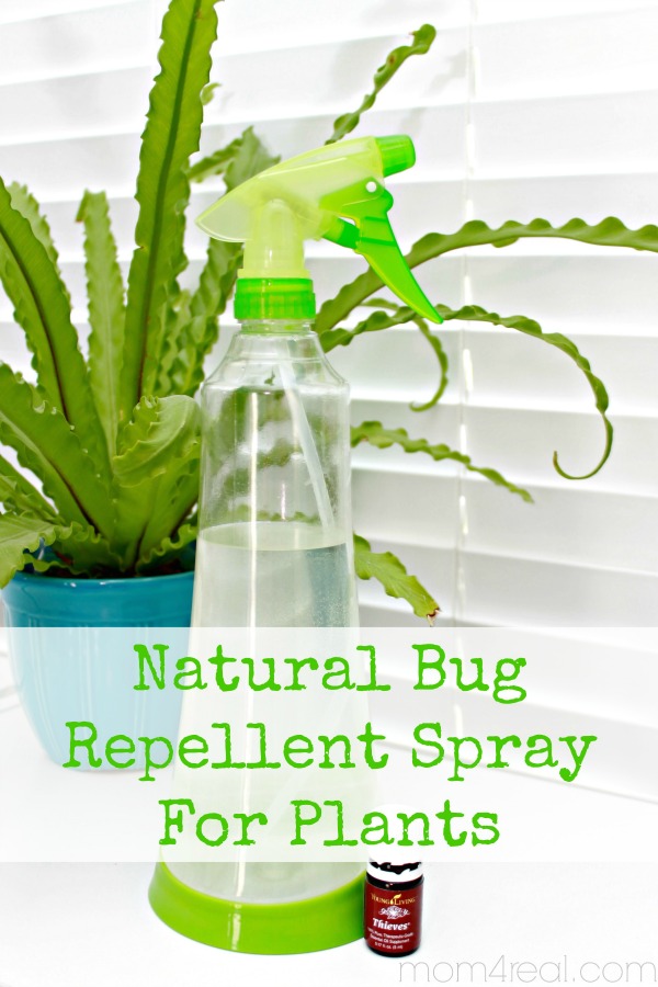 Homemade Bug Spray For Plants - Mom 4 Real