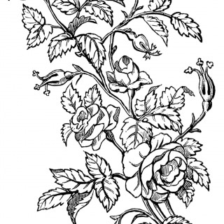 Flowers Sketch of Roses