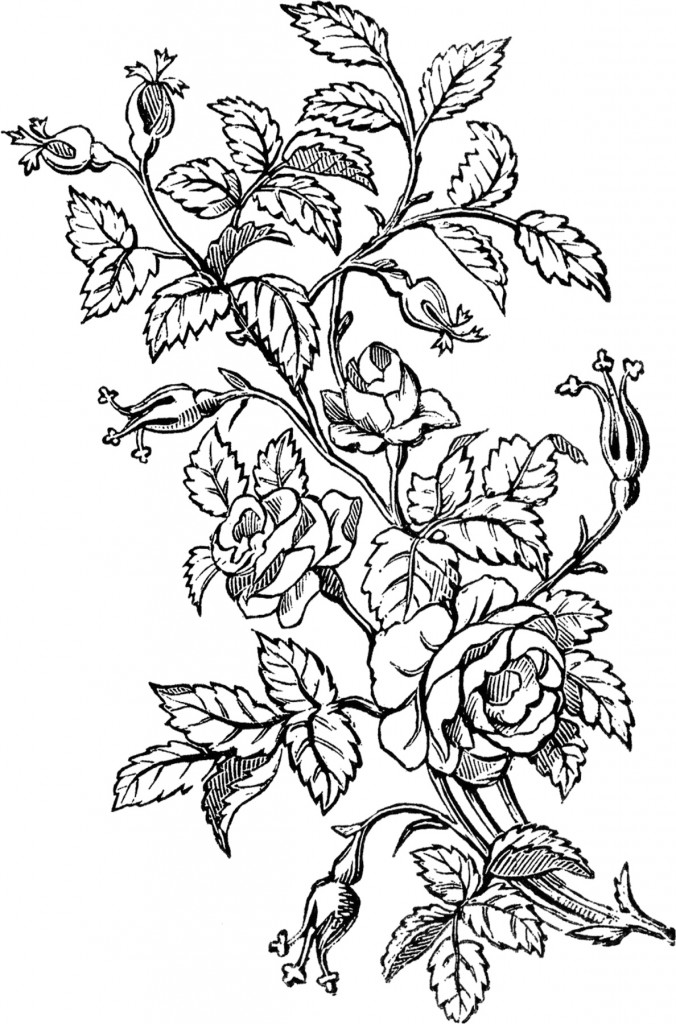 Ornamental Roses Design