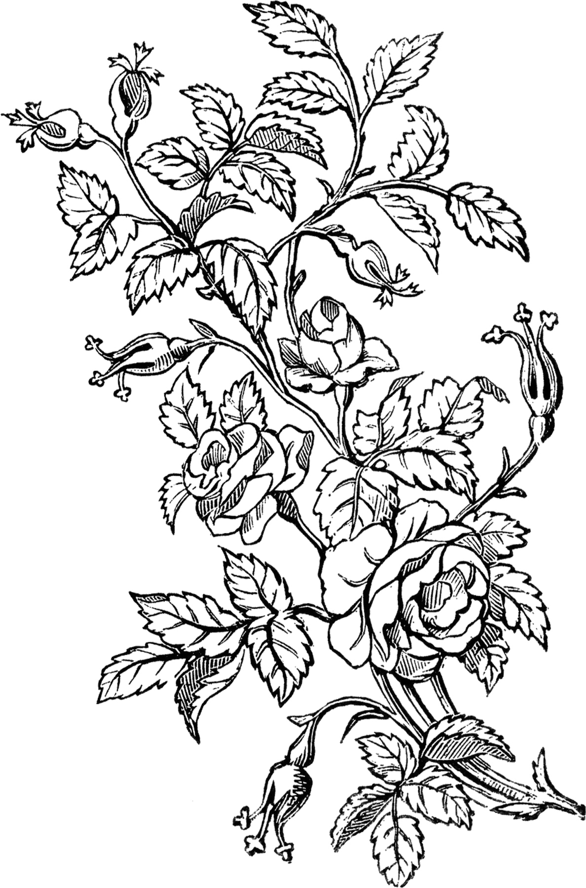 roses clip art black and white