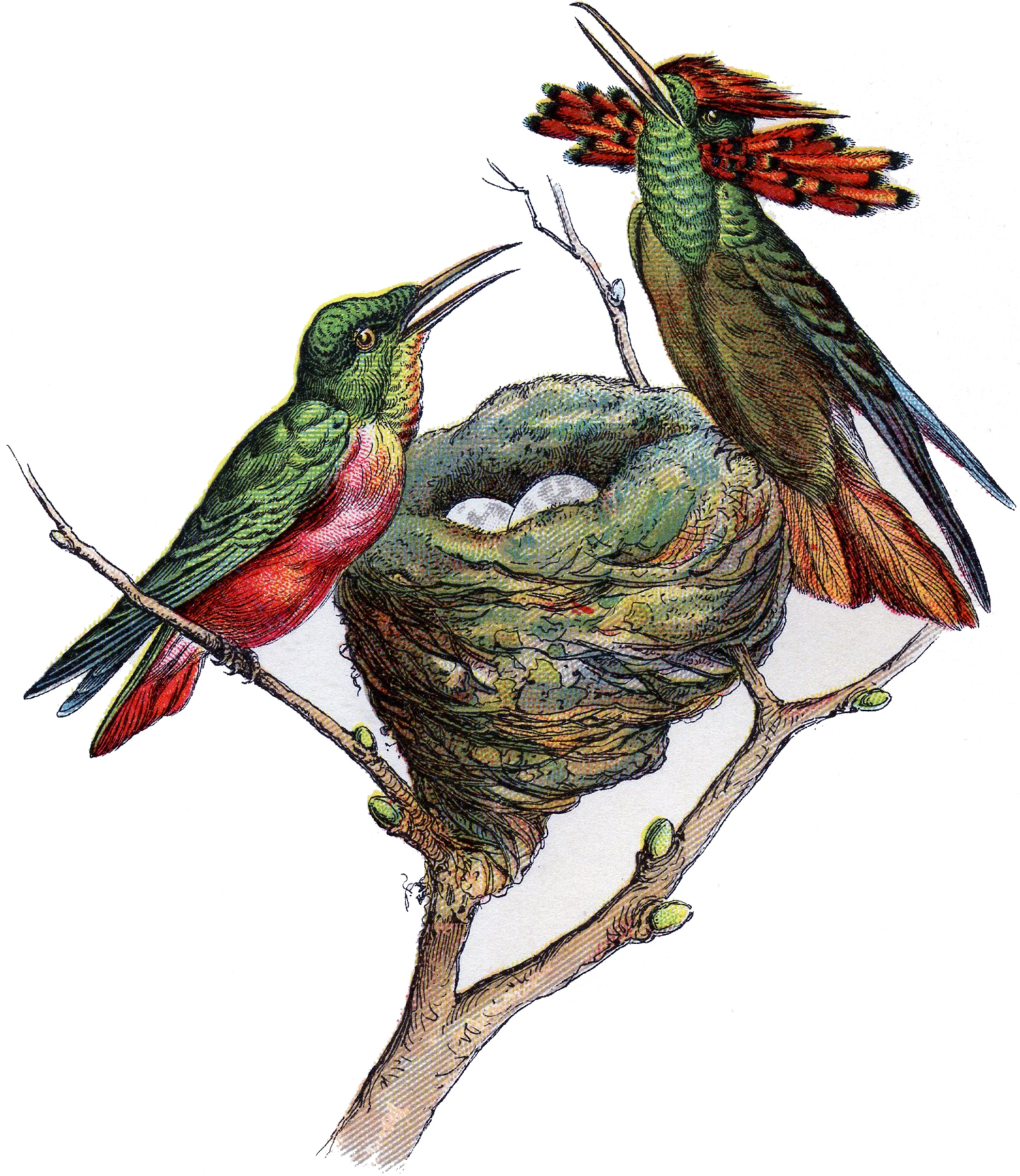 hummingbirds graphic design