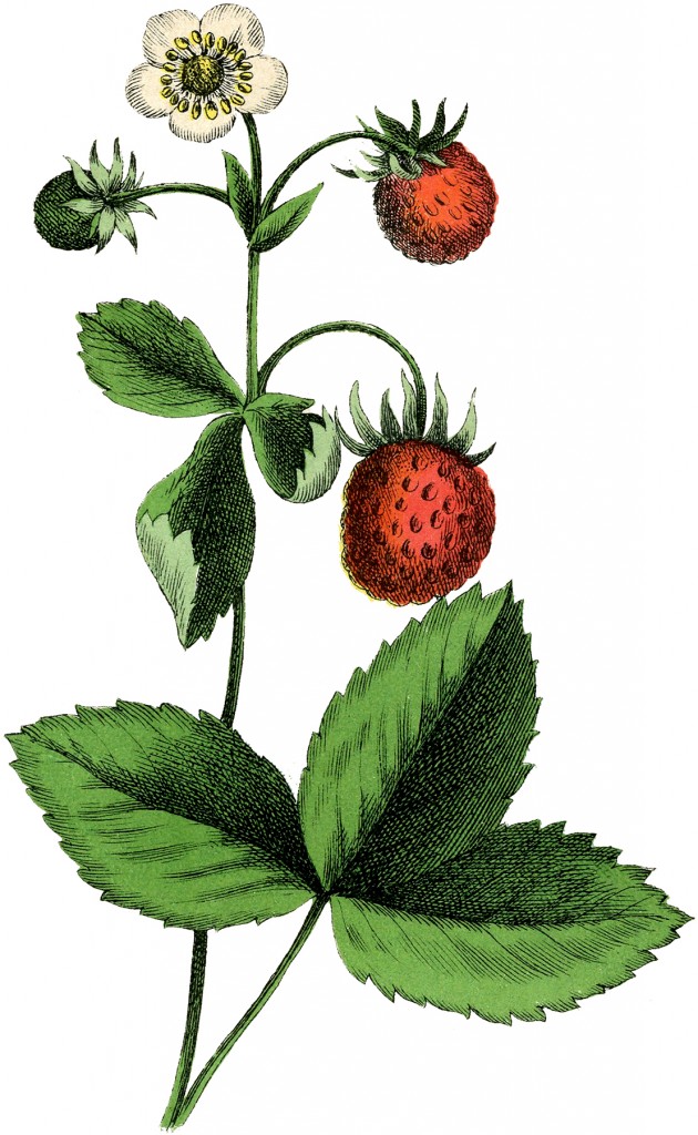 Vintage Strawberry Clip Art