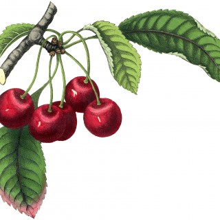 Best Vintage Cherries Image