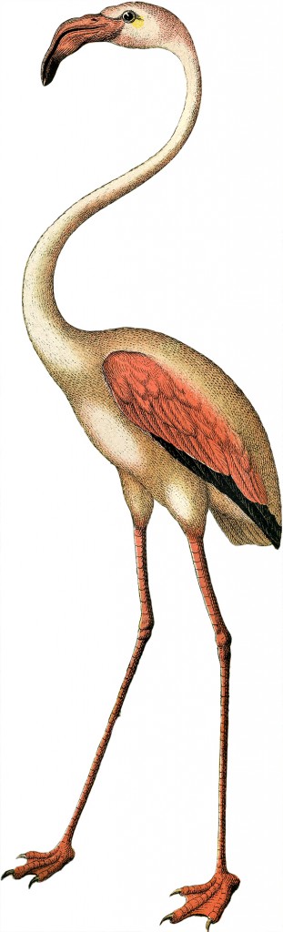 Flamingo Image