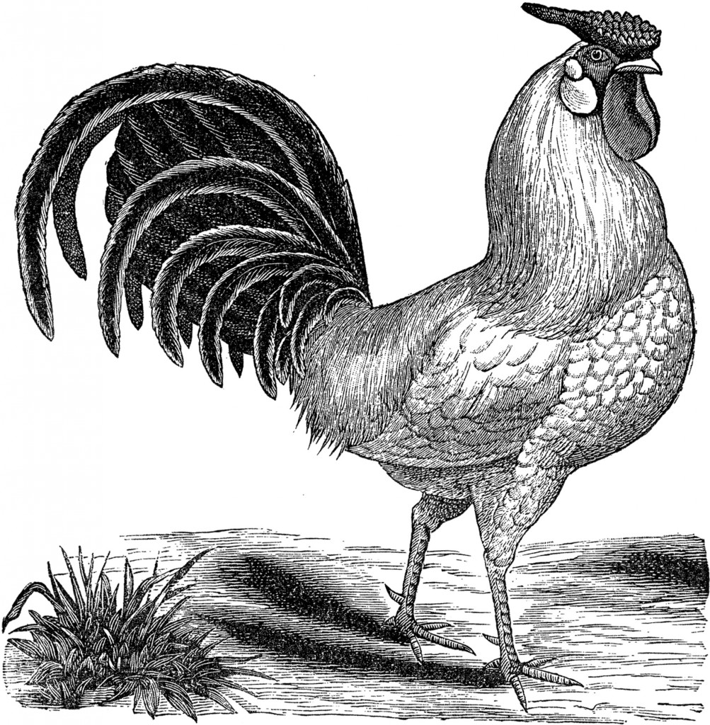 Black and White Rooster Clip Art Image 