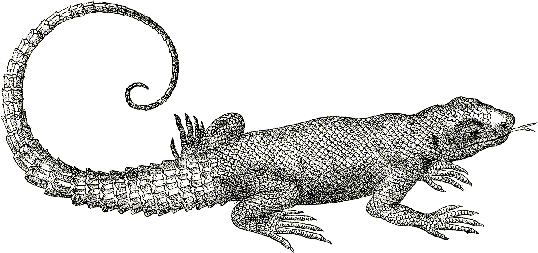 Free Vintage Lizard Clip Art! - The Graphics Fairy