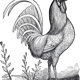 Public Domain Rooster Image