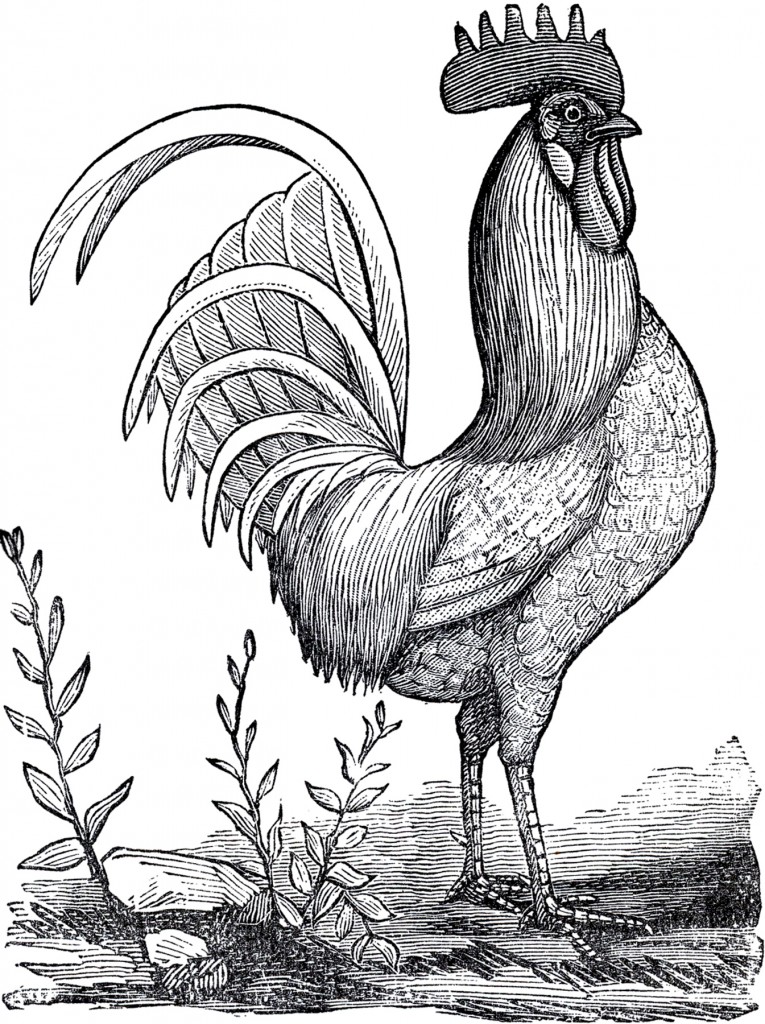 Public Domain Rooster Image - The Graphics Fairy