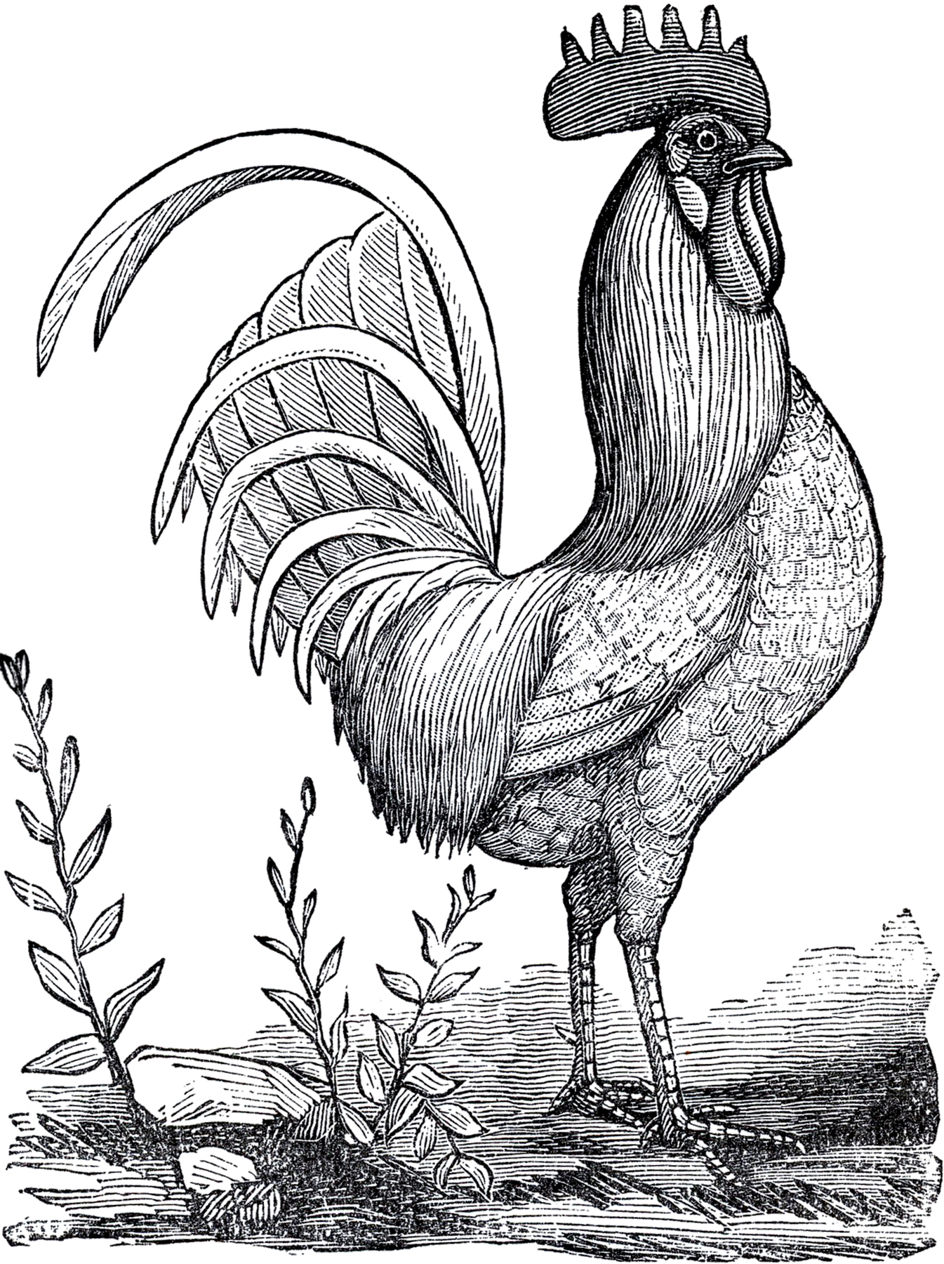 Public Domain Rooster Image