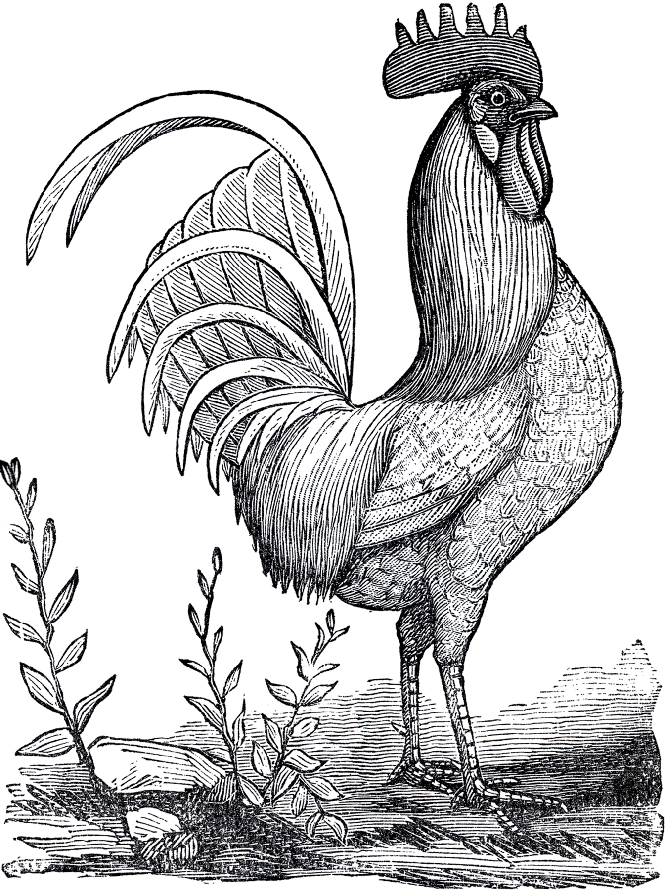 vintage rooster clipart image