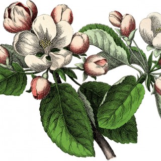 Vintage Apple Blossom Image