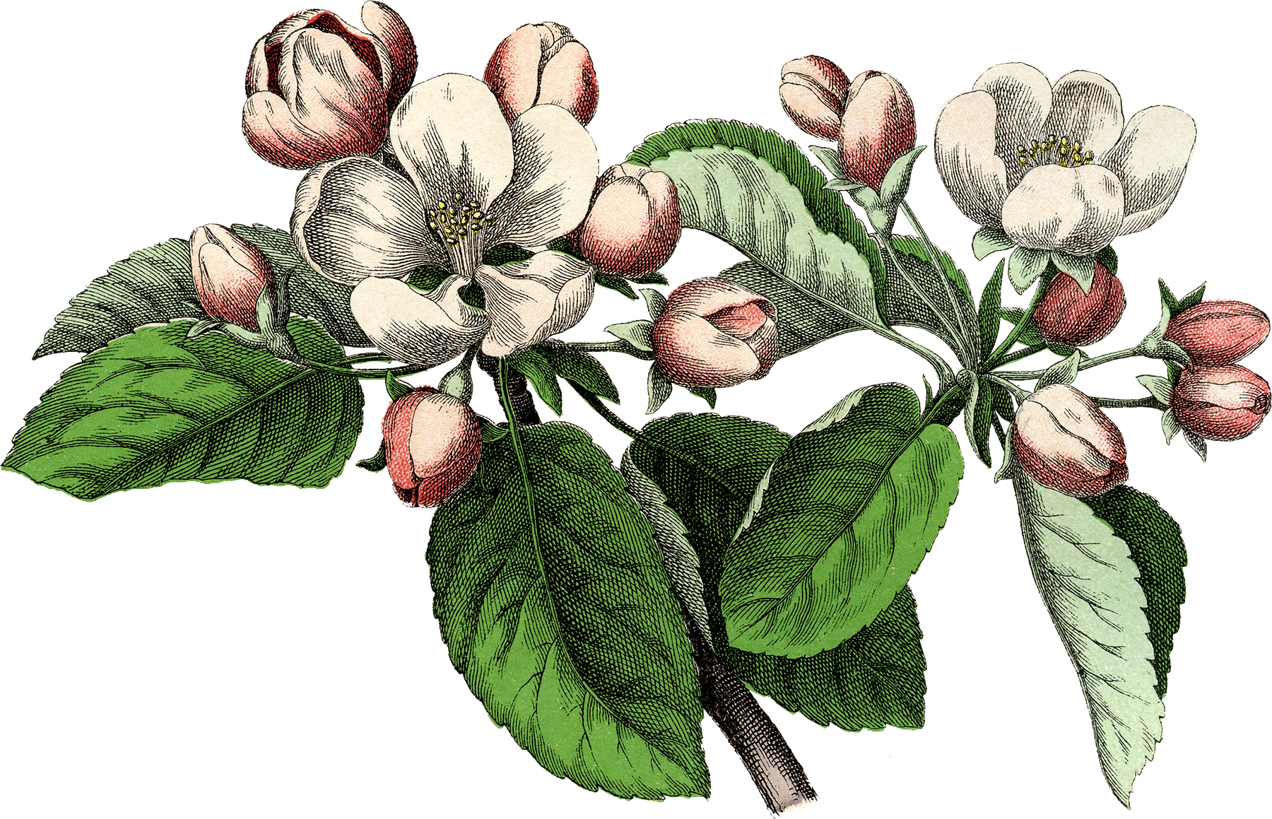 Vintage Apple Blossom Image