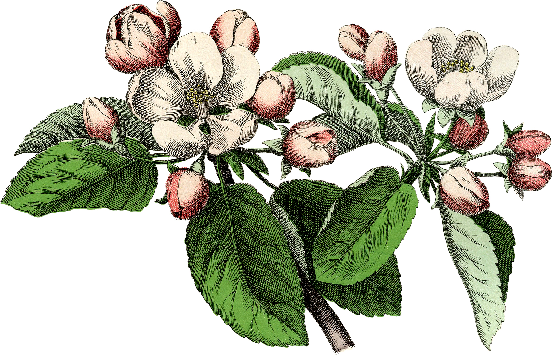 apple blossom botanical drawing