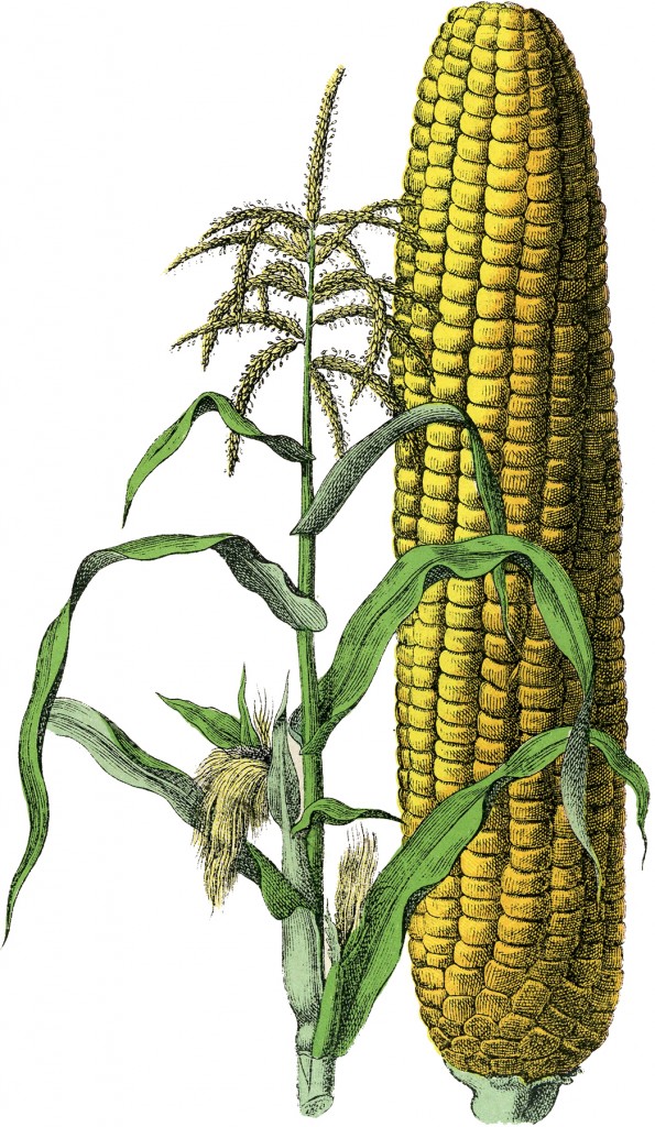 Marvelous Free Vintage Corn Image - The Graphics Fairy